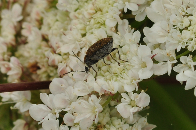 Si tratta di un curculionidae? no, Mycterus curculioides